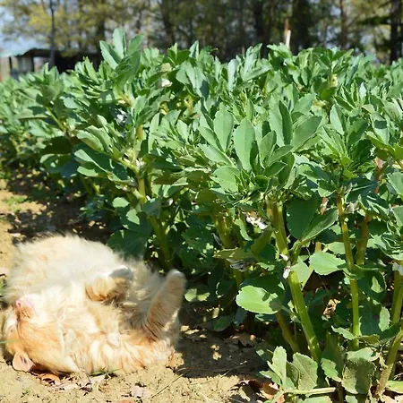 Riparossa Çiftlik konaklama