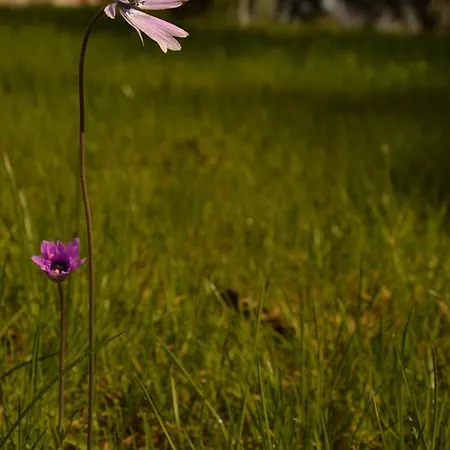 Gospodarstwo agroturystyczne Riparossa Allerona