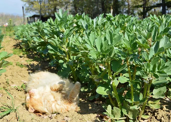 Riparossa Gospodarstwo agroturystyczne