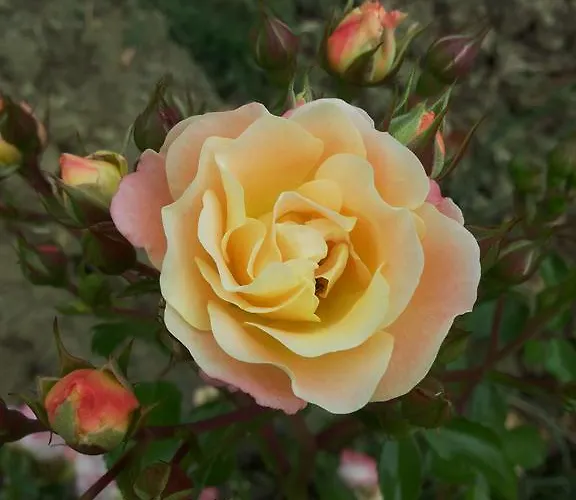 Agriturismo Riparossa